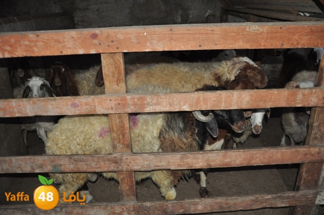 kharoof83111 (9).JPG